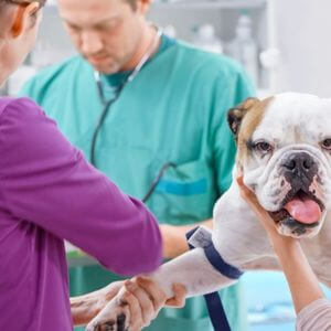 Vets with Dog