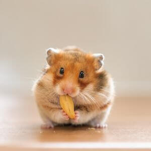 hamster eating nut