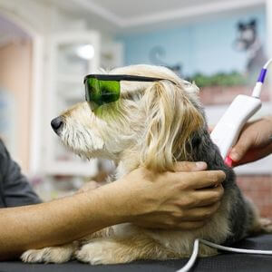 Pet therapeutic laser