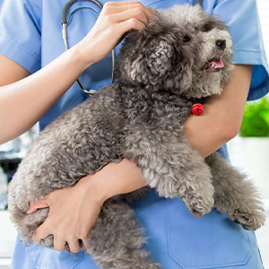 Vet carrying puppy dog