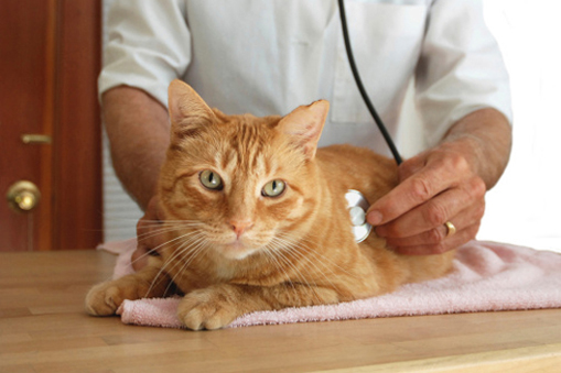 Cat wellness Examine by vet