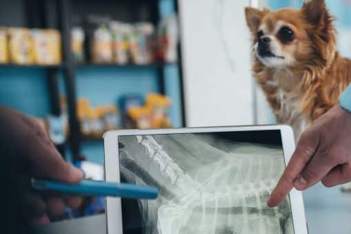 A veterinarian examines a dog Xray report