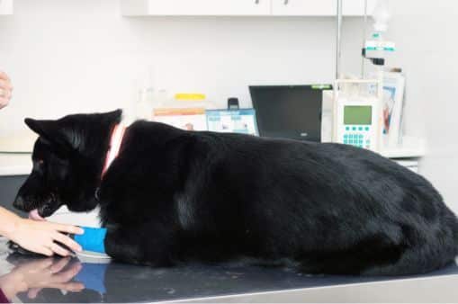 A veterinarian in lab examining a dog