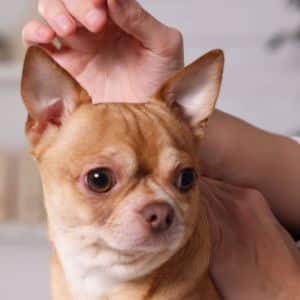 A vet is giving  acupuncture service to the dog