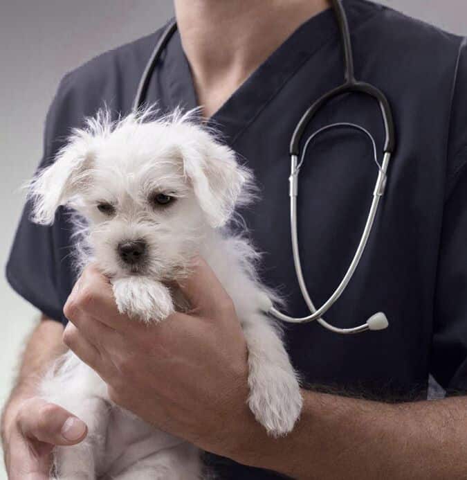 Puppy dog at the vet clinic