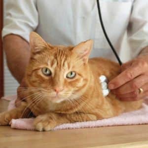 Cat wellness Examine by vet
